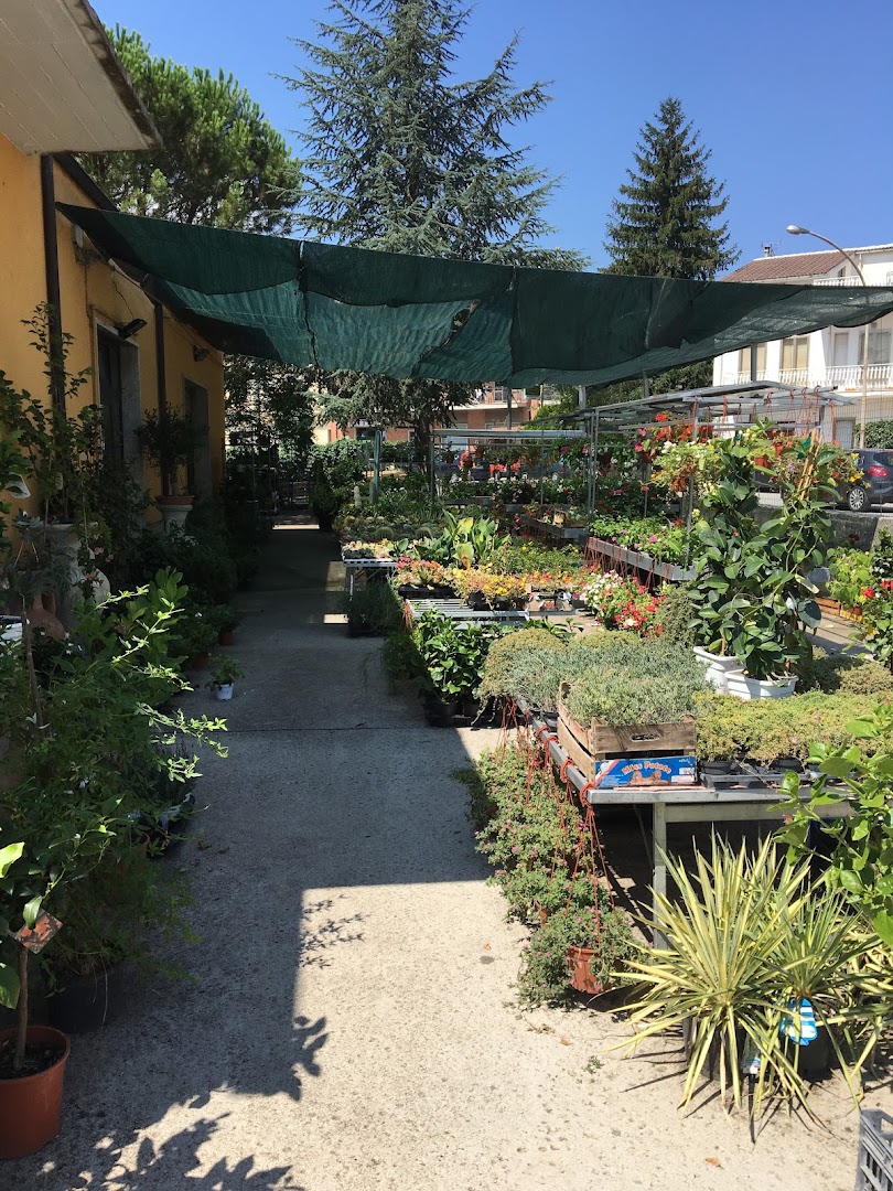 Flower Shop - La Ginestra