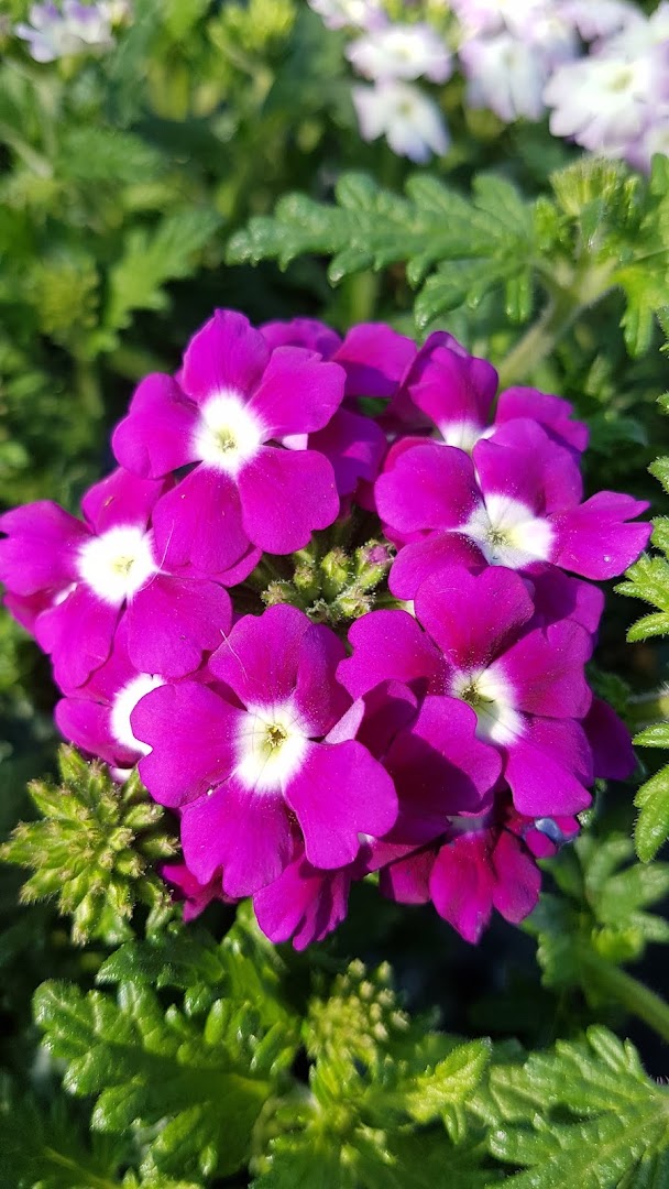 Flower Shop - La Ginestra