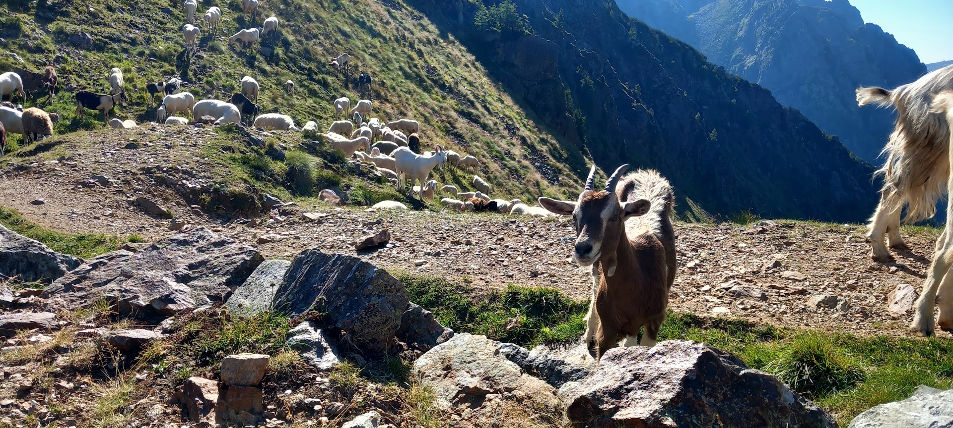 Forcella Magna, Cinte Tesino