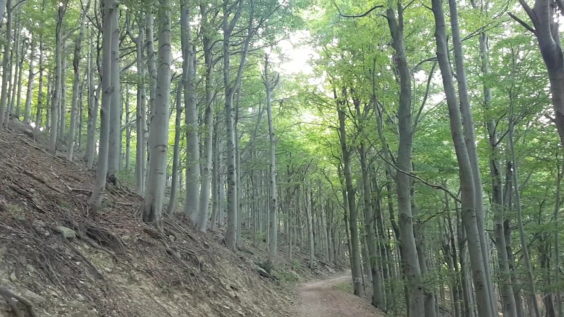 Foresta Barbottina, Magliolo