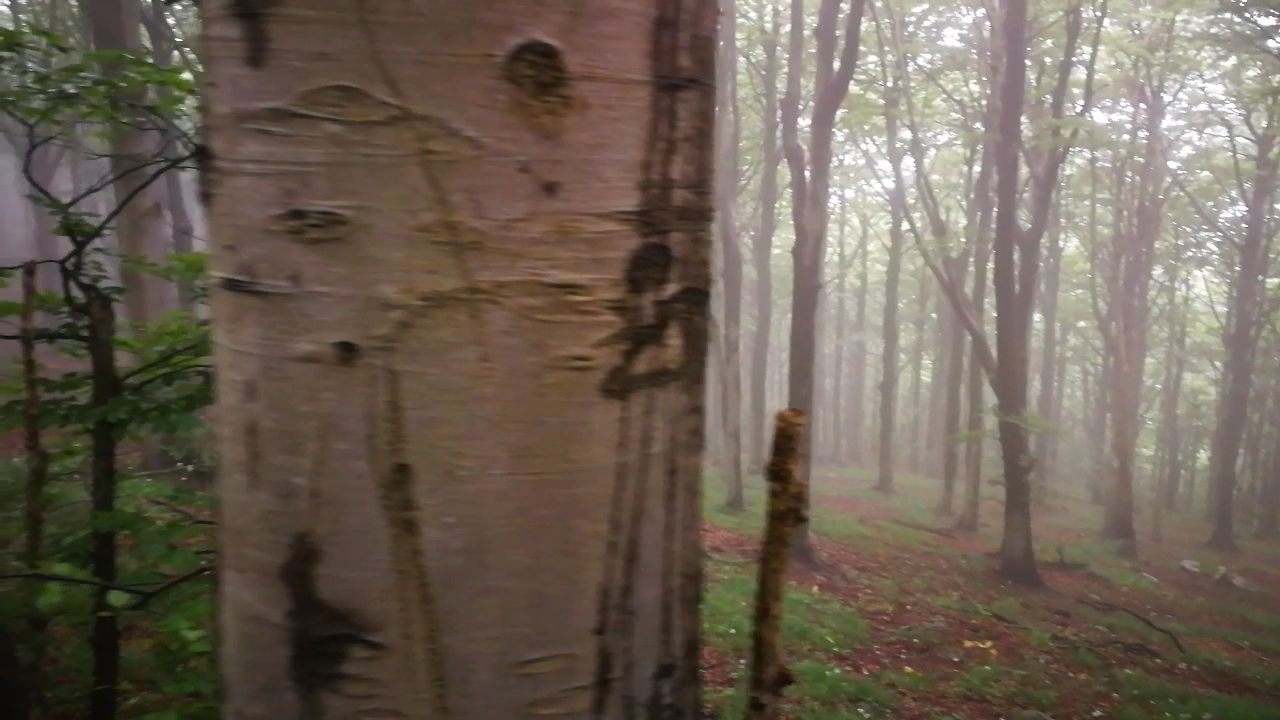 Foresta Barbottina