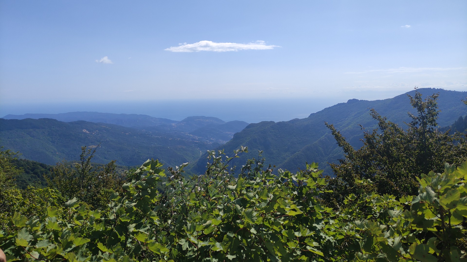 Foresta Barbottina