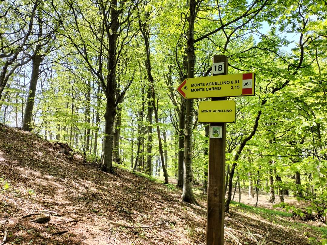 Foresta Barbottina