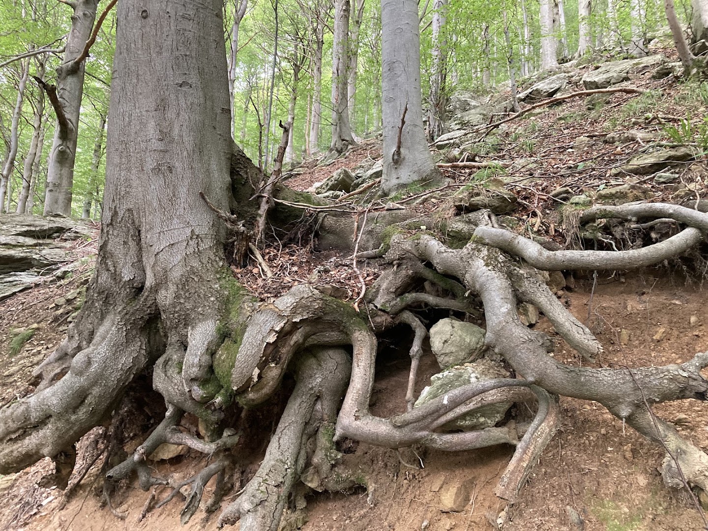 Foresta Barbottina
