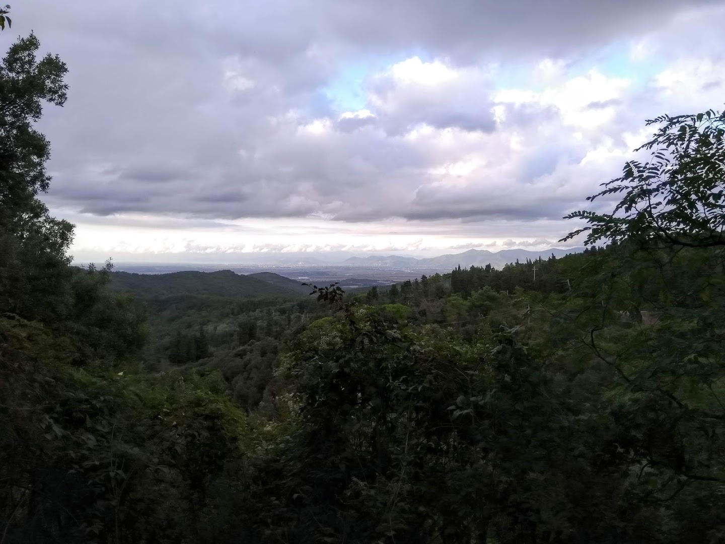 Foresta della Valle Benedetta, Collesalvetti