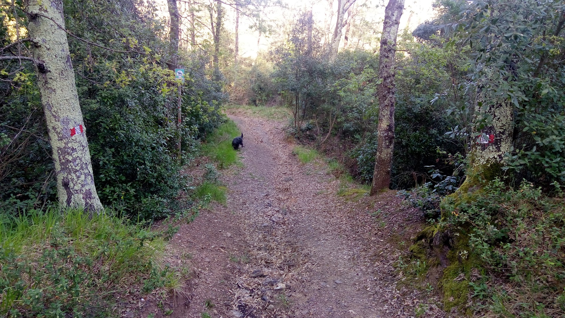 Foresta della Valle Benedetta