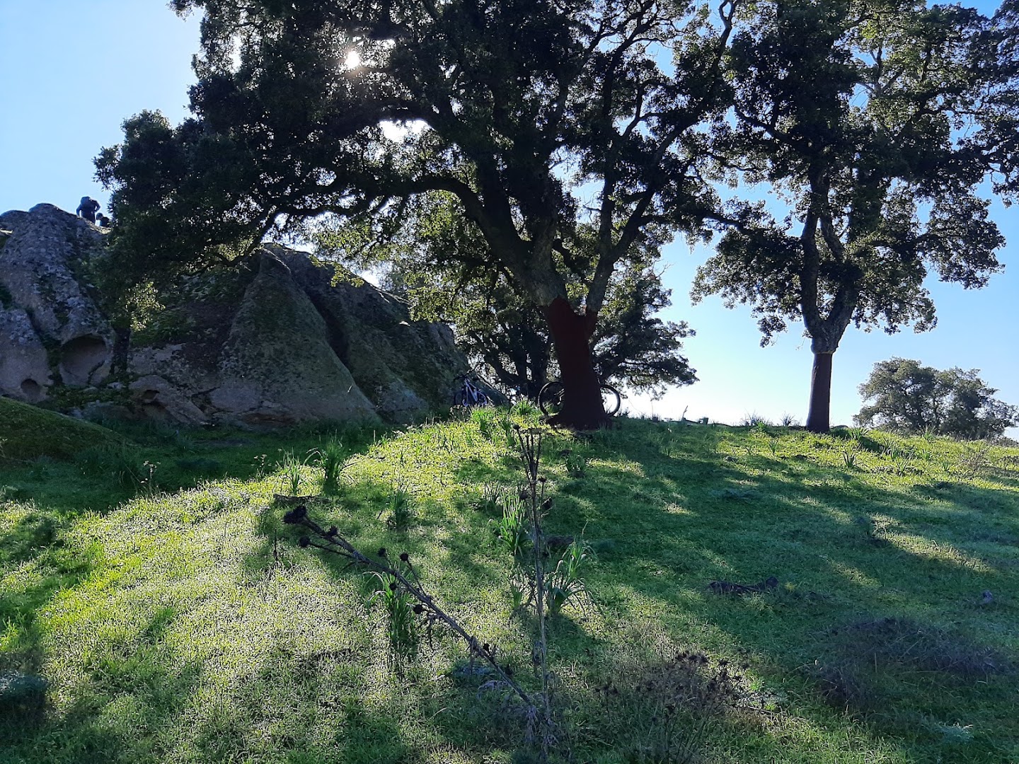 Foresta Demaniale di Su Filigosu