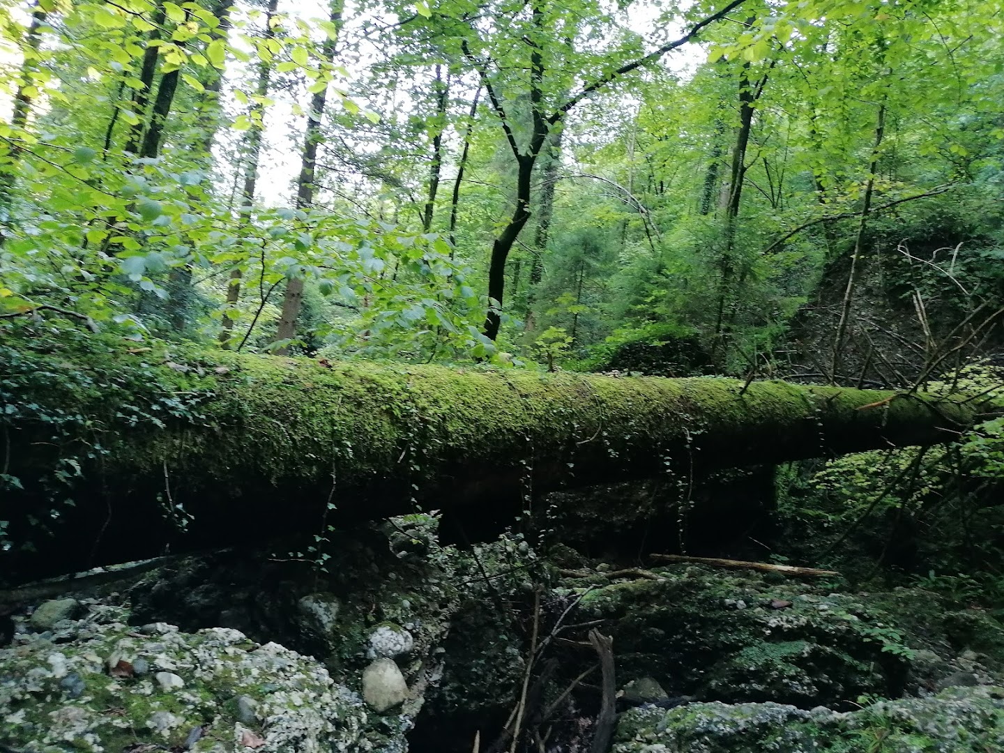 Forra del Rio Cjanevate