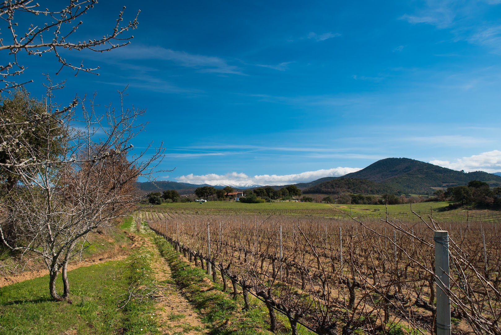 Fradiles Vitivinicola | Mandrolisai
