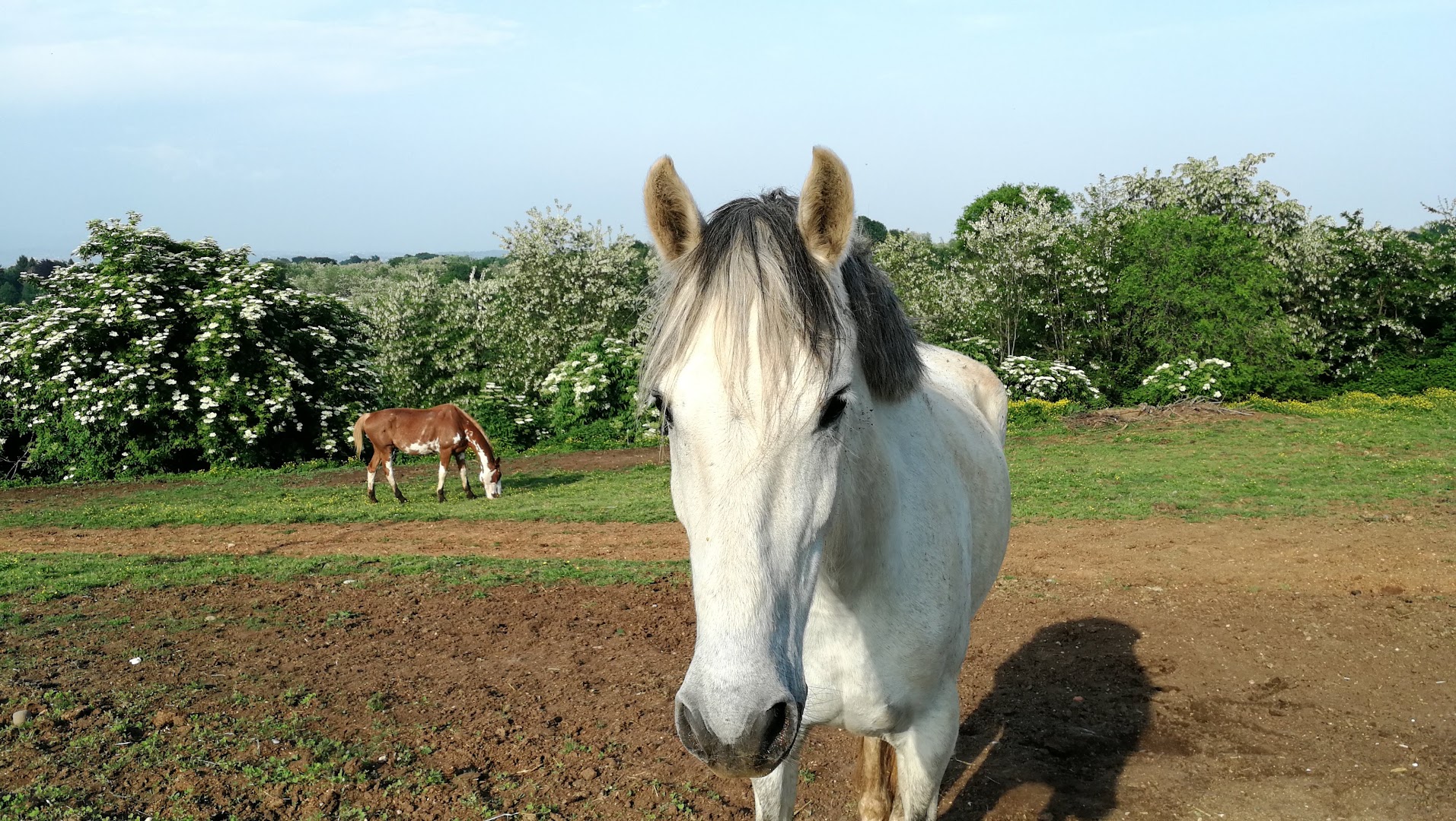 Free Horses by Rudj Bellini, Volpago del Montello