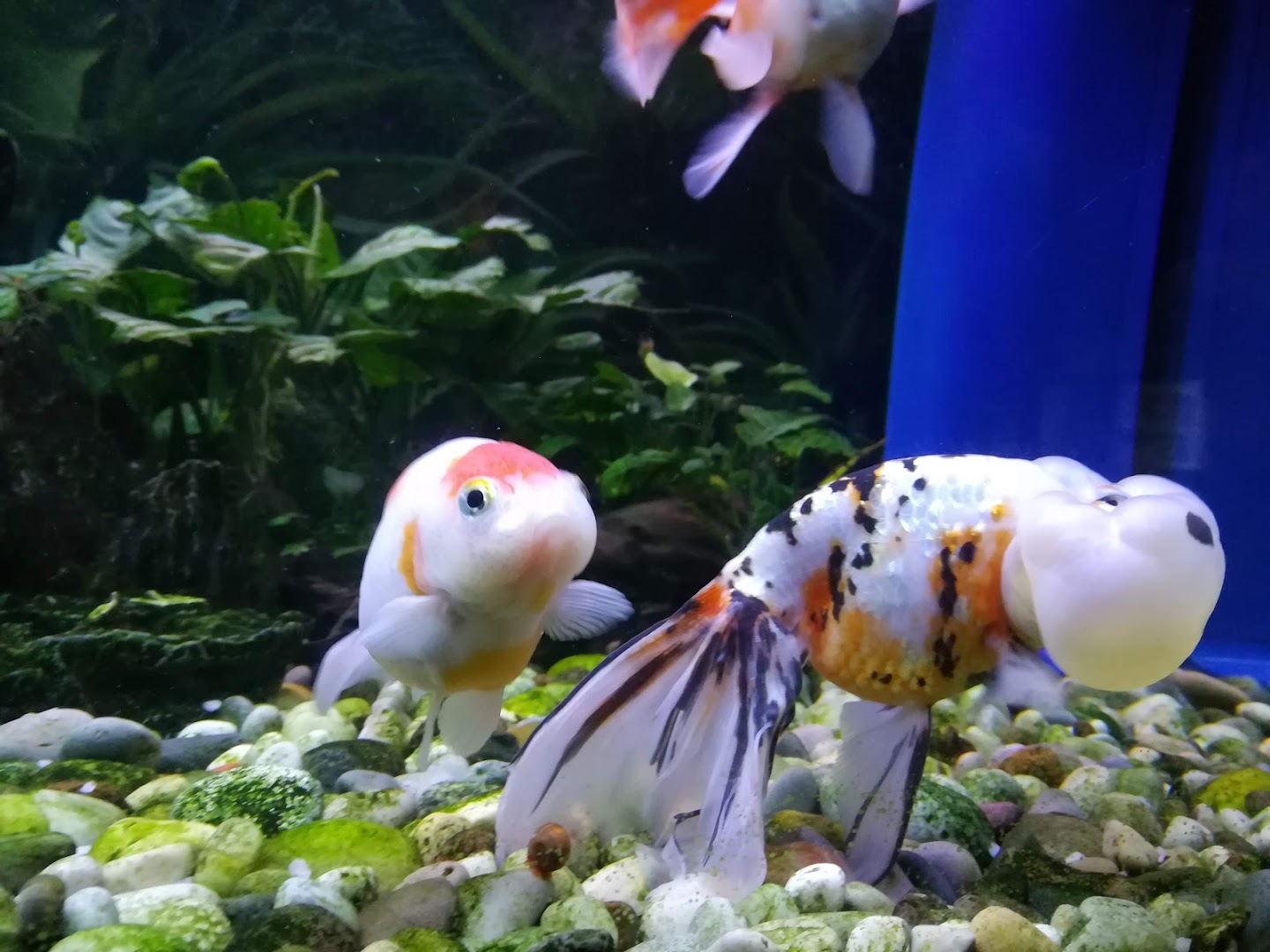 Fuku Sushi Ristorante