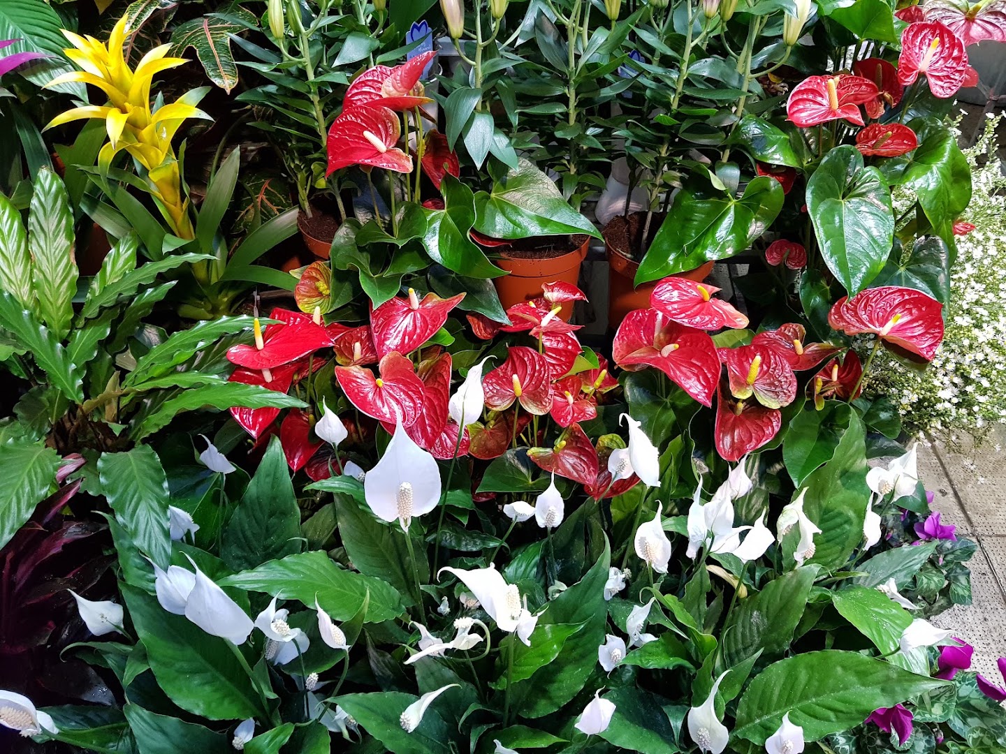 G32 Piante e Fiori Palermo