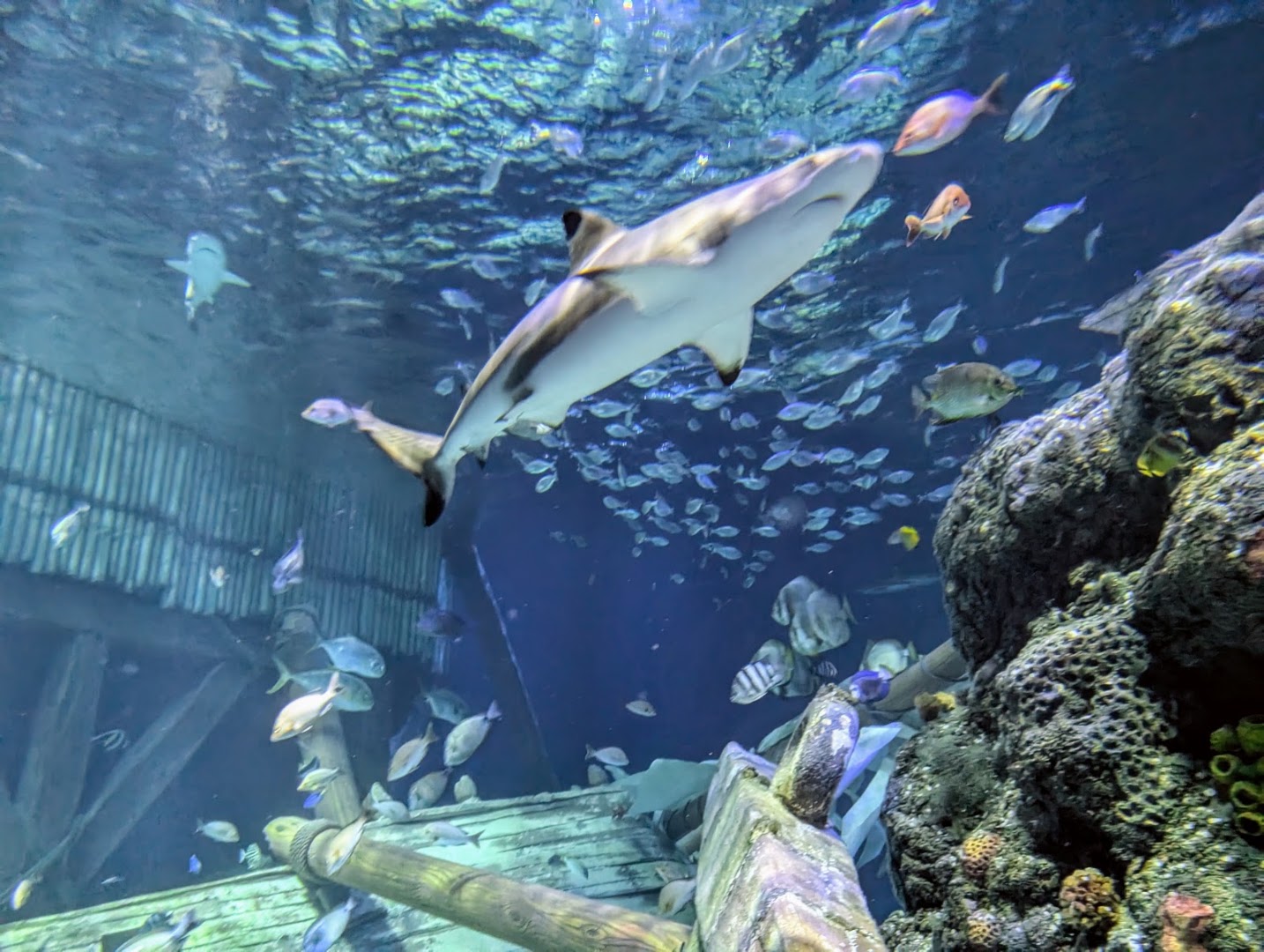 Gardaland SEA LIFE Aquarium, Castelnuovo del Garda
