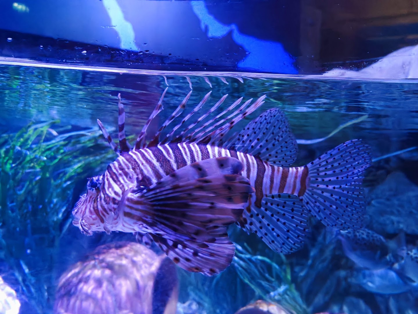 Gardaland SEA LIFE Aquarium
