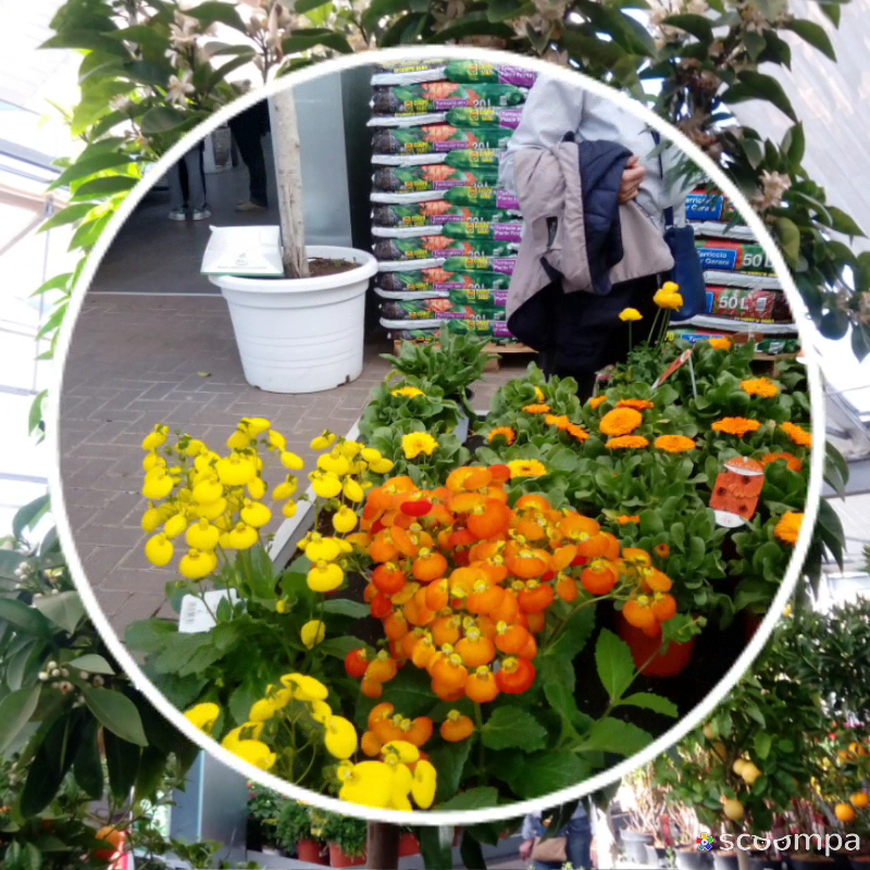 Garden Bedetti