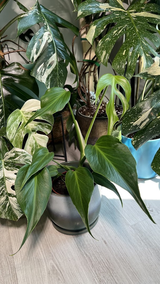 Garden Center Brioli