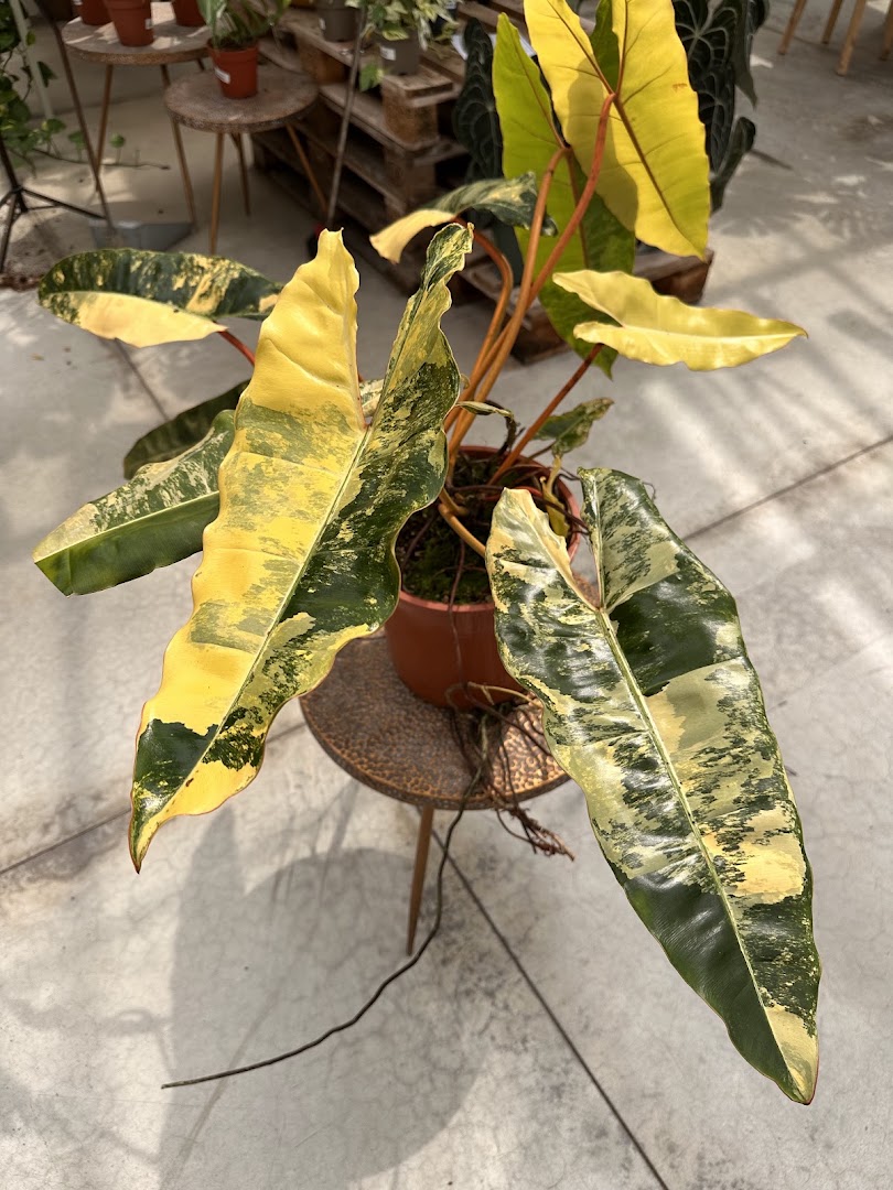 Garden Center Brioli