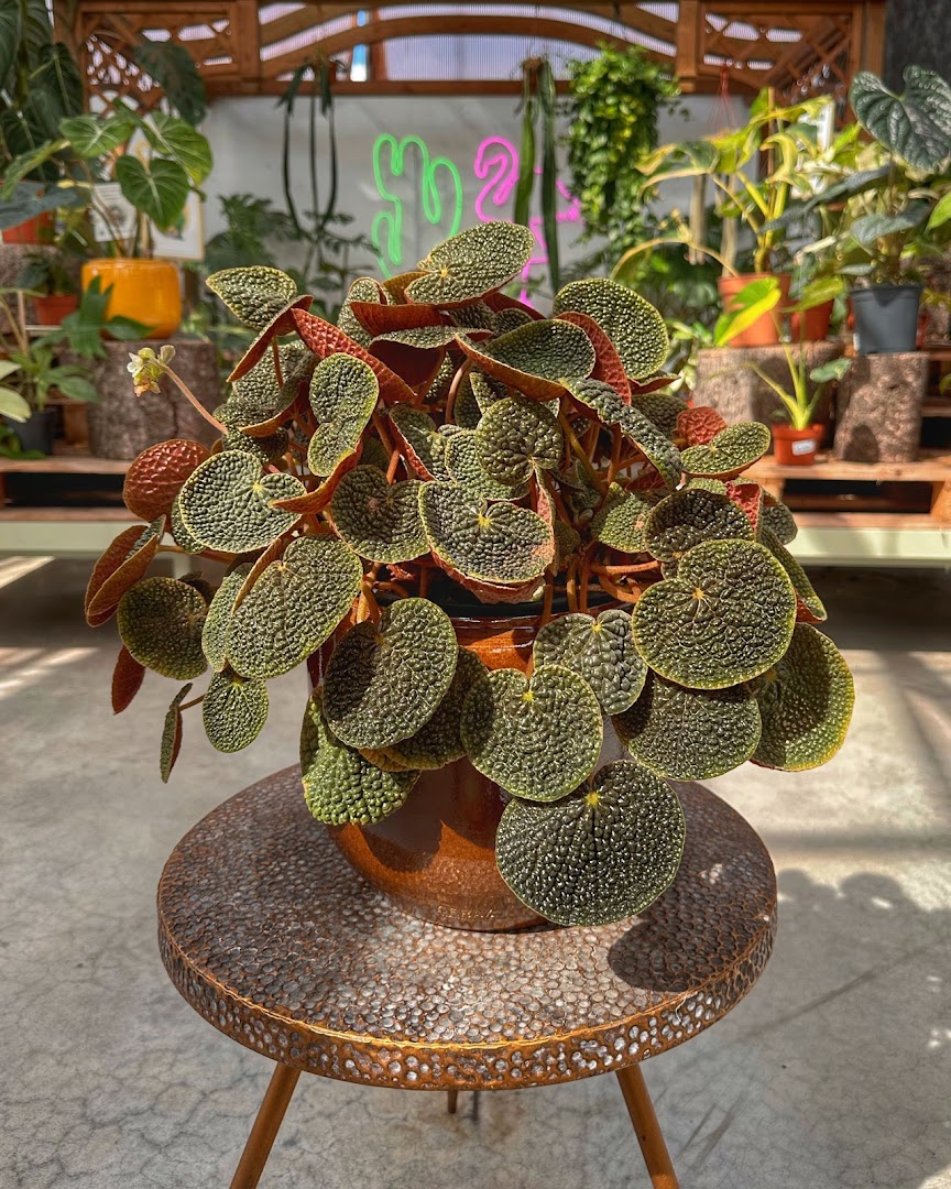 Garden Center Brioli