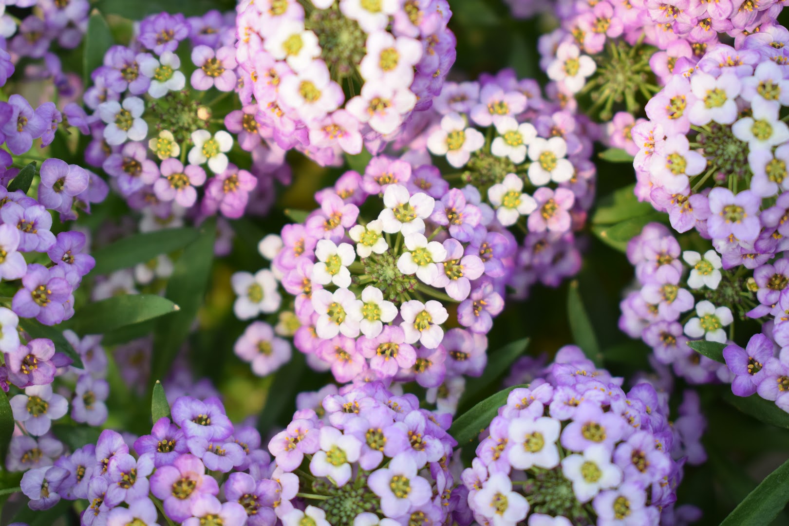 Garden Pregno
