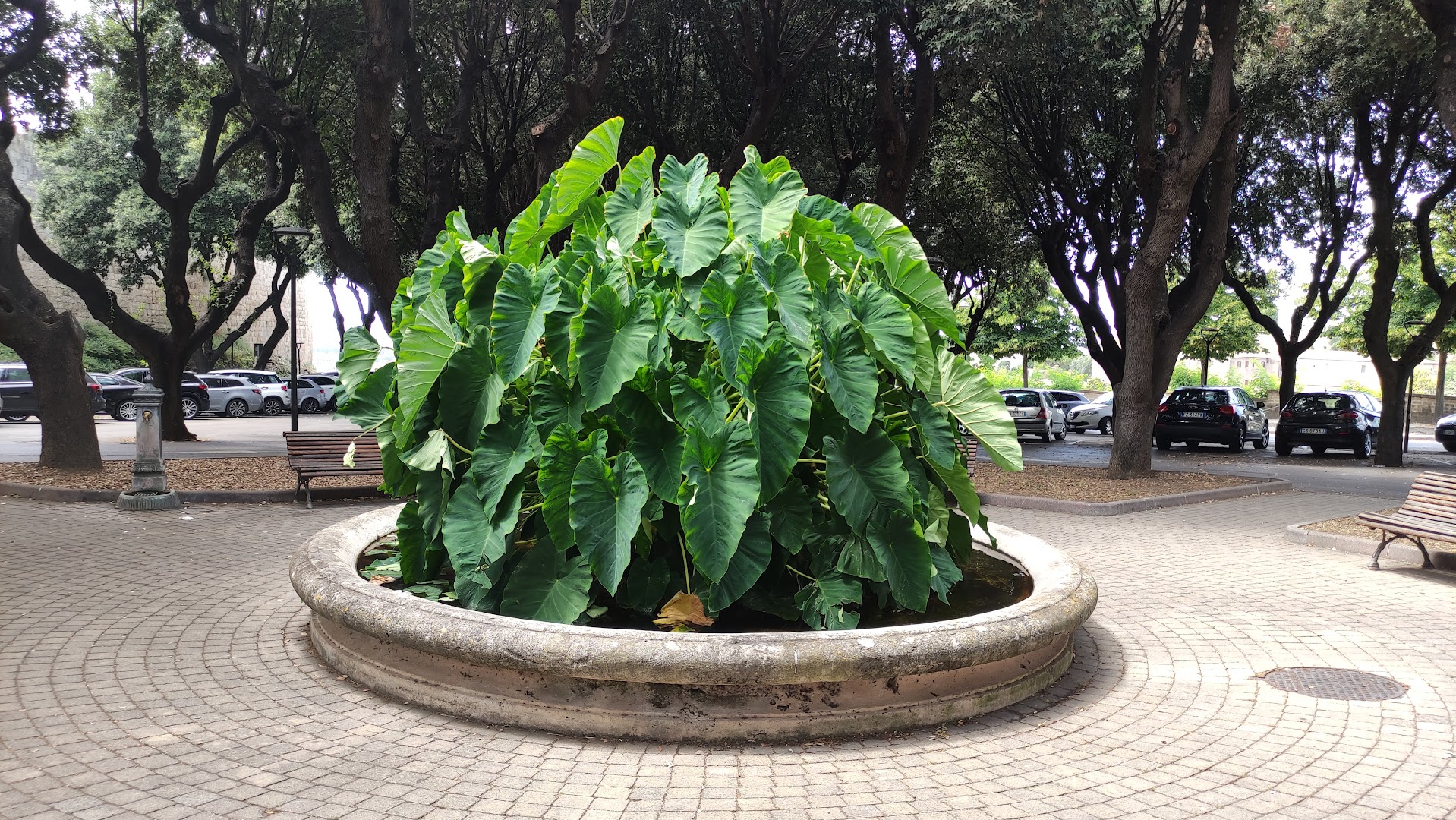 Gelateria Gambella