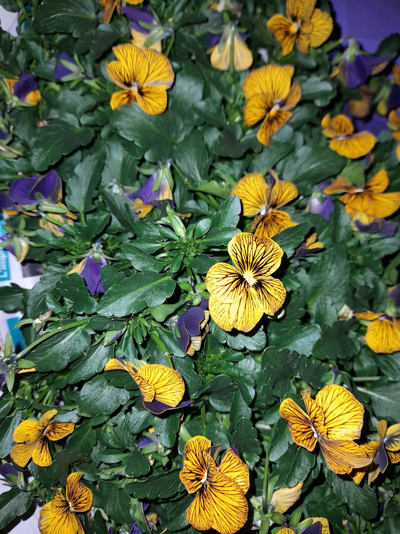 Giardini in Stile di Loro Emanuele