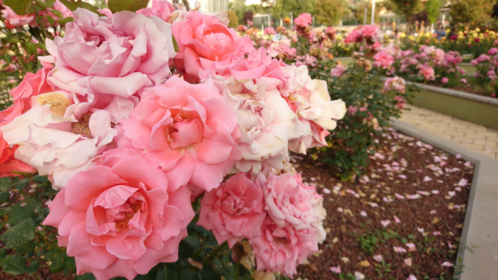 Giardino Rosa Balistreri