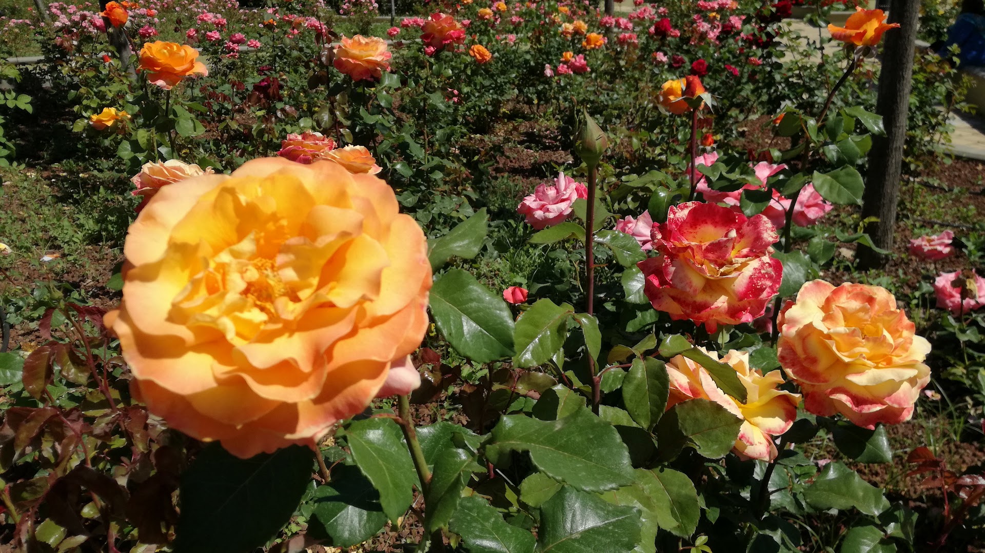 Giardino Rosa Balistreri
