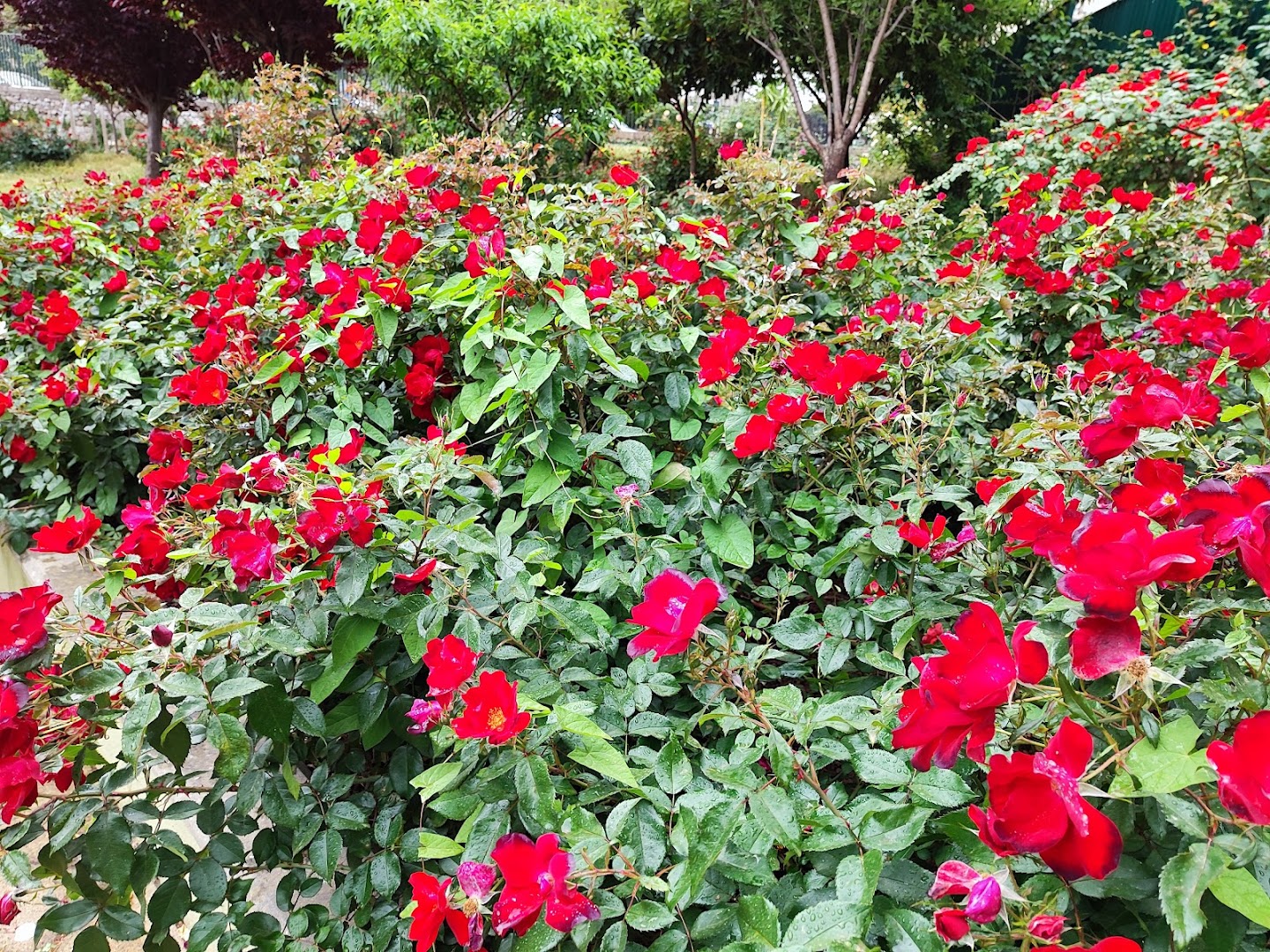 Giardino Rosa Balistreri