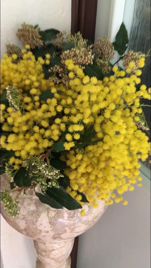 Glicine Bianco