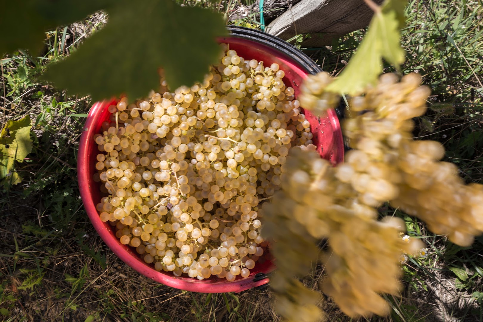 Gradis'ciutta Winery
