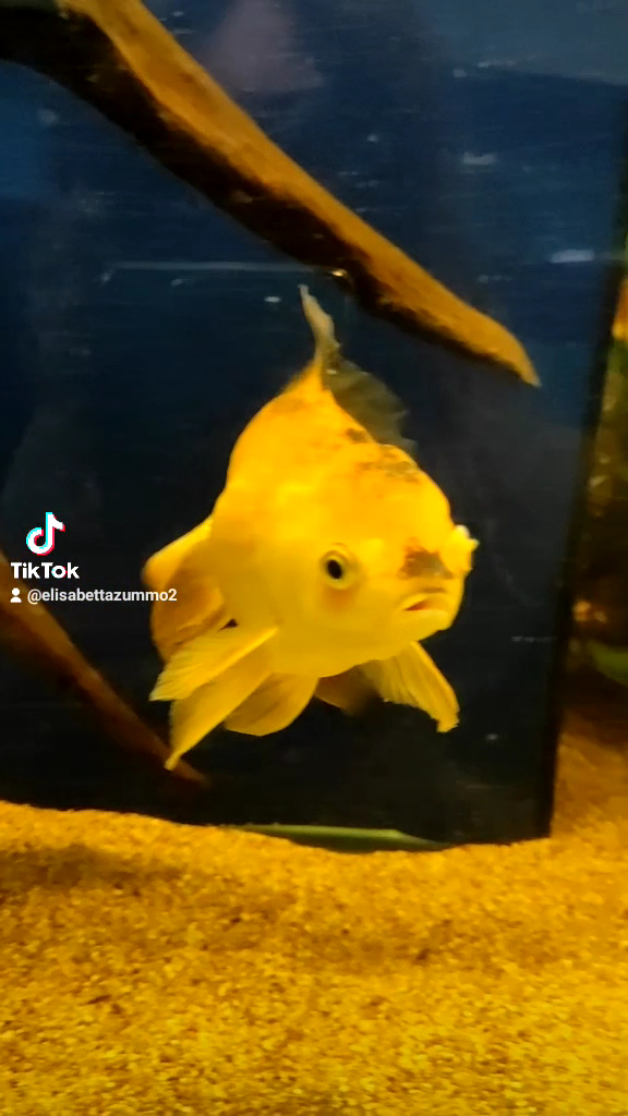 Grande Acquario Club