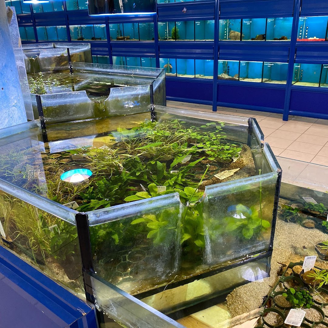 Grande Acquario Club