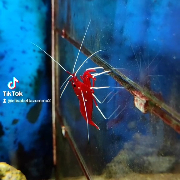 Grande Acquario Club