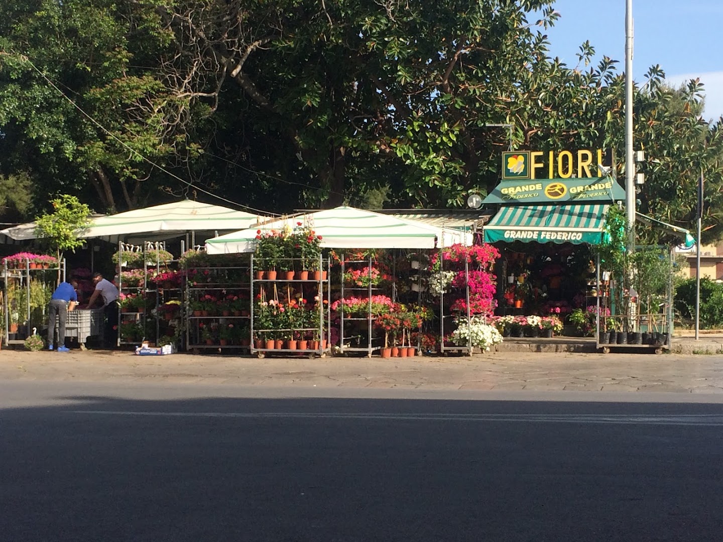 Grande Federico Piante e Fiori Palermo