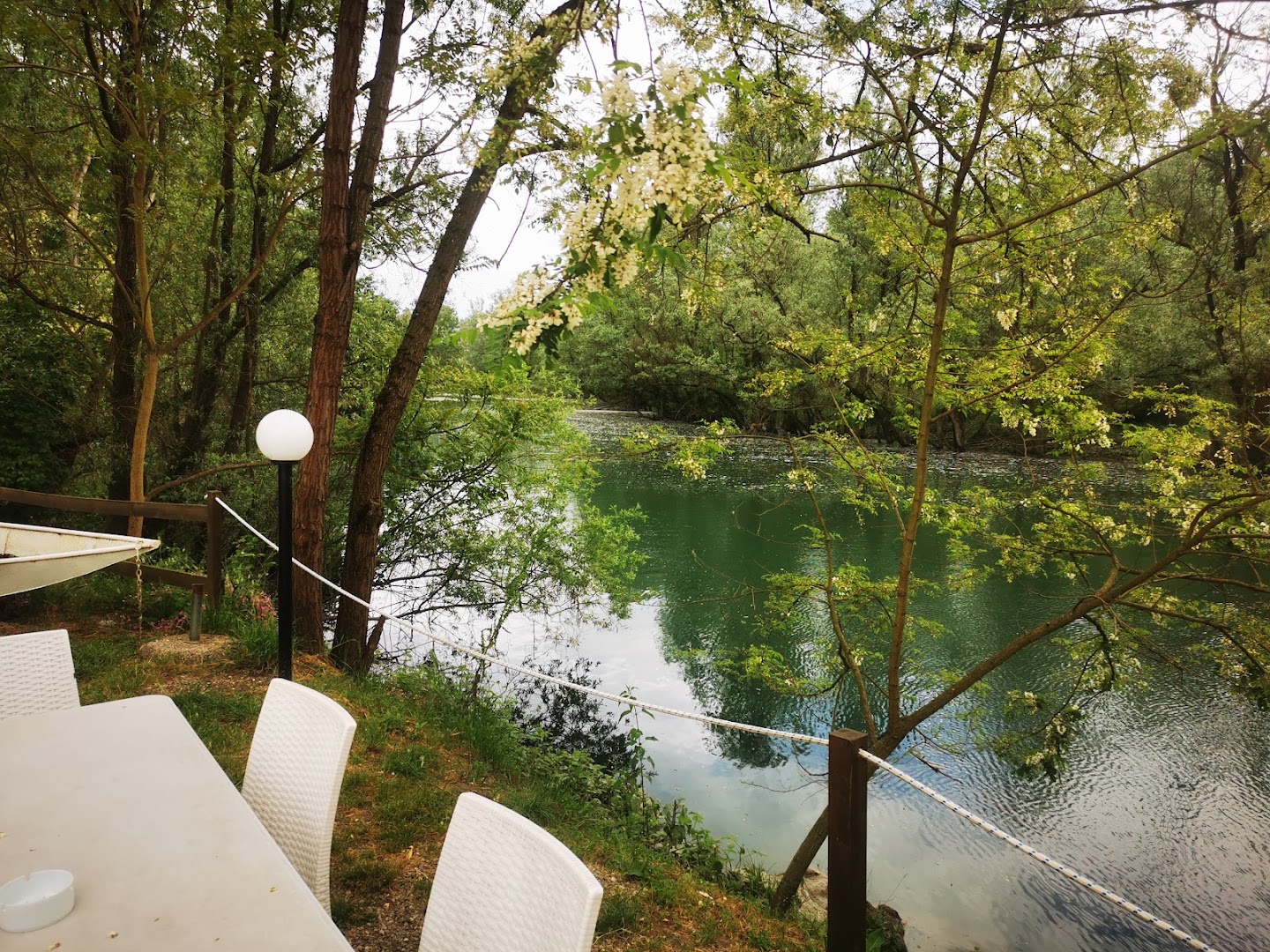 Grillo Verde