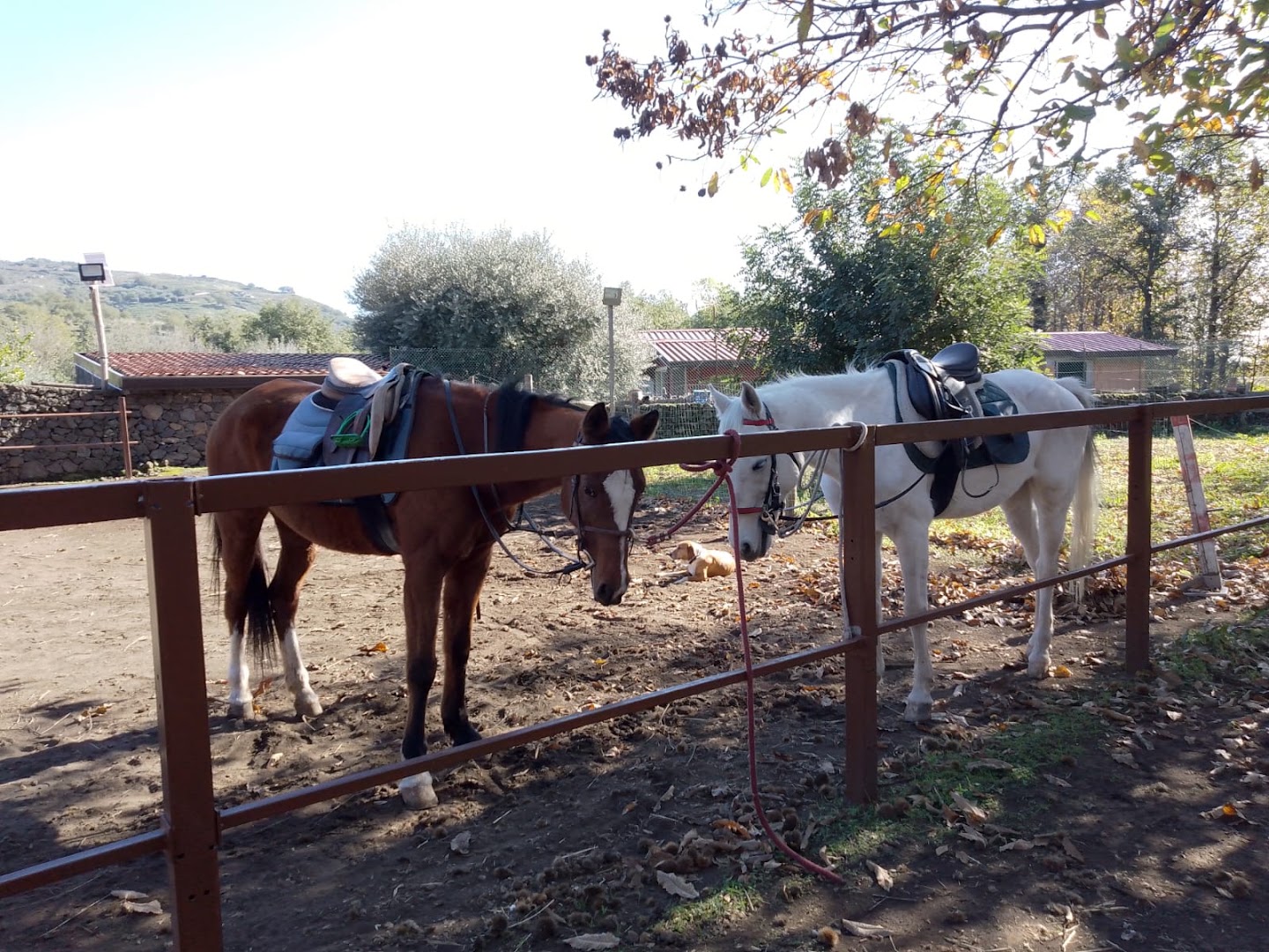Hidalgo Ranch