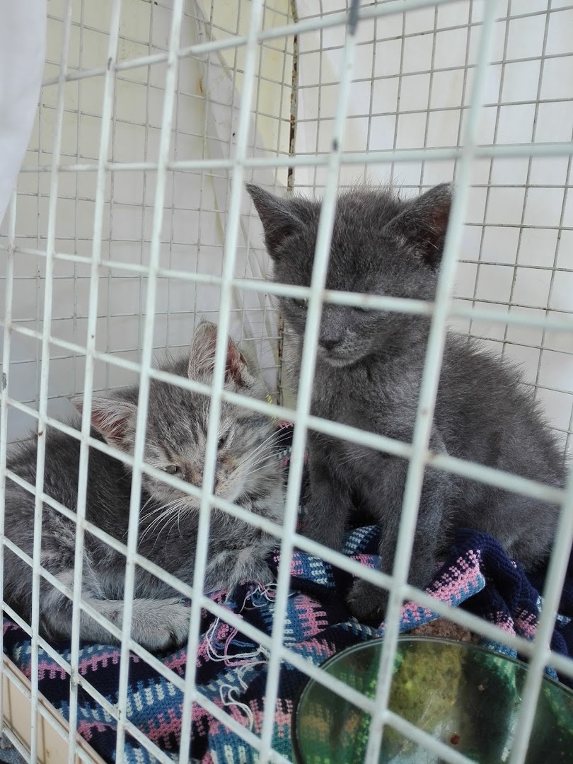 Homery Carrara - Per chi Ama gli Animali