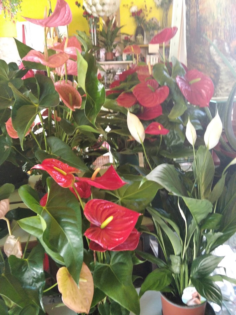 I Fiori Di Rosmary