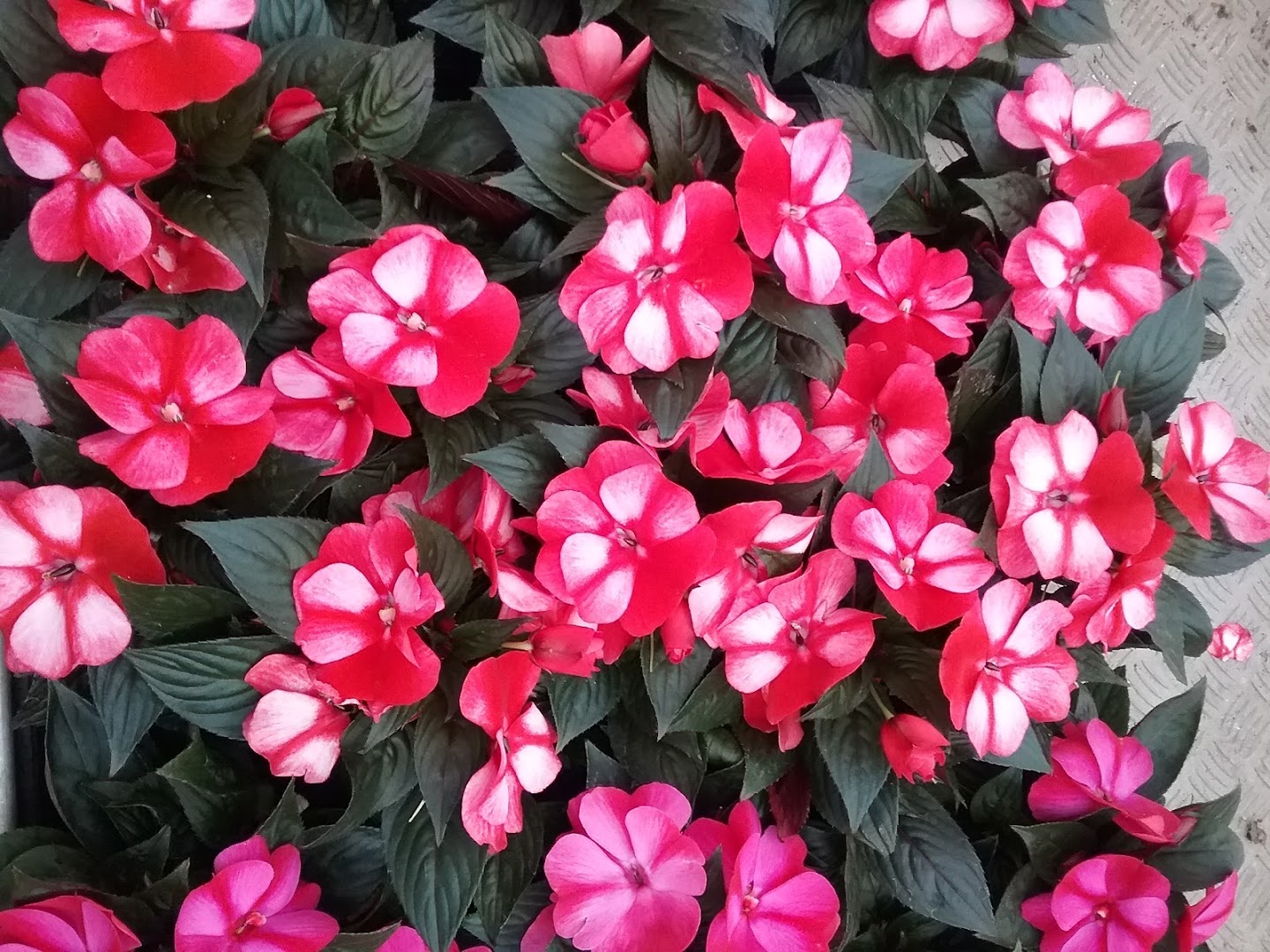 I Fiori di Tina