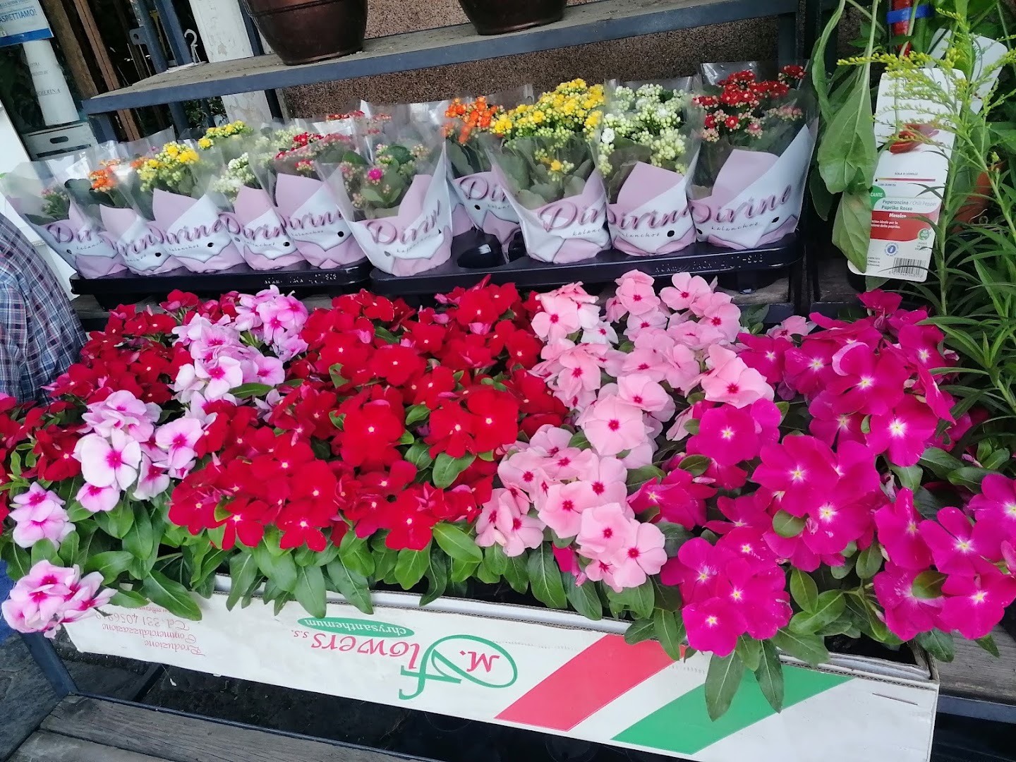 I Fioristi Del Corso, Trecastagni