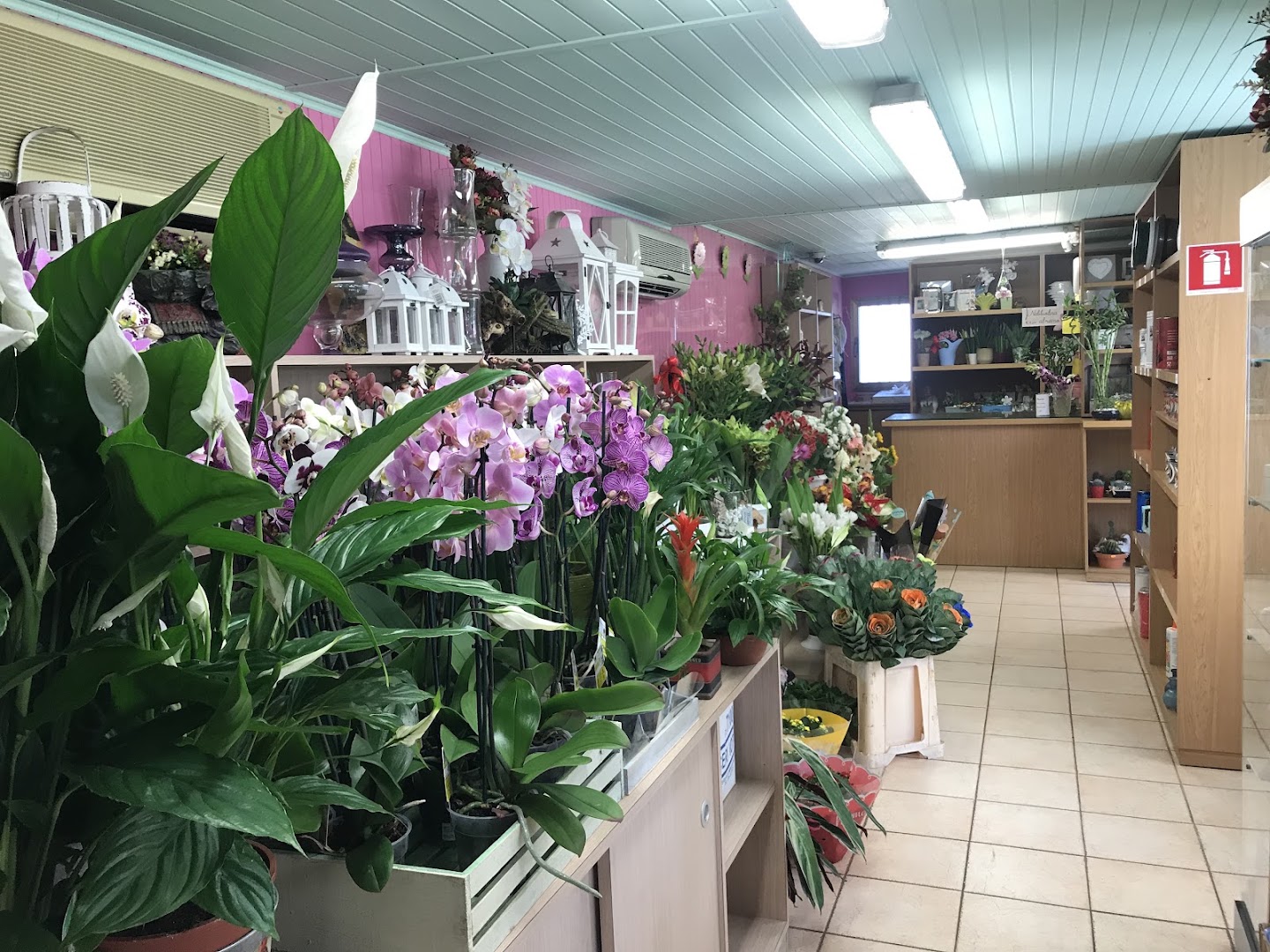 Il Bel Fiore, Pineto