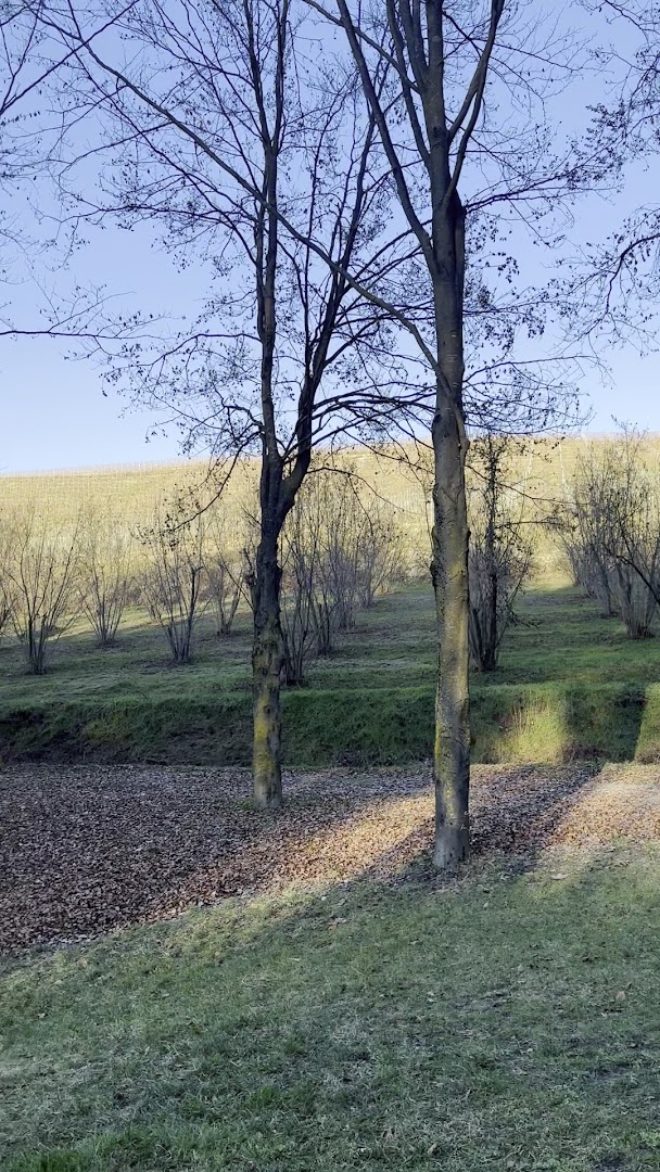 Il bosco dei pensieri