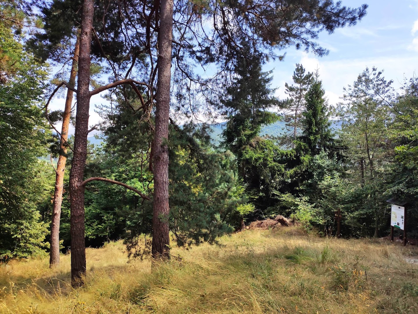Il Bosco delle Streghe