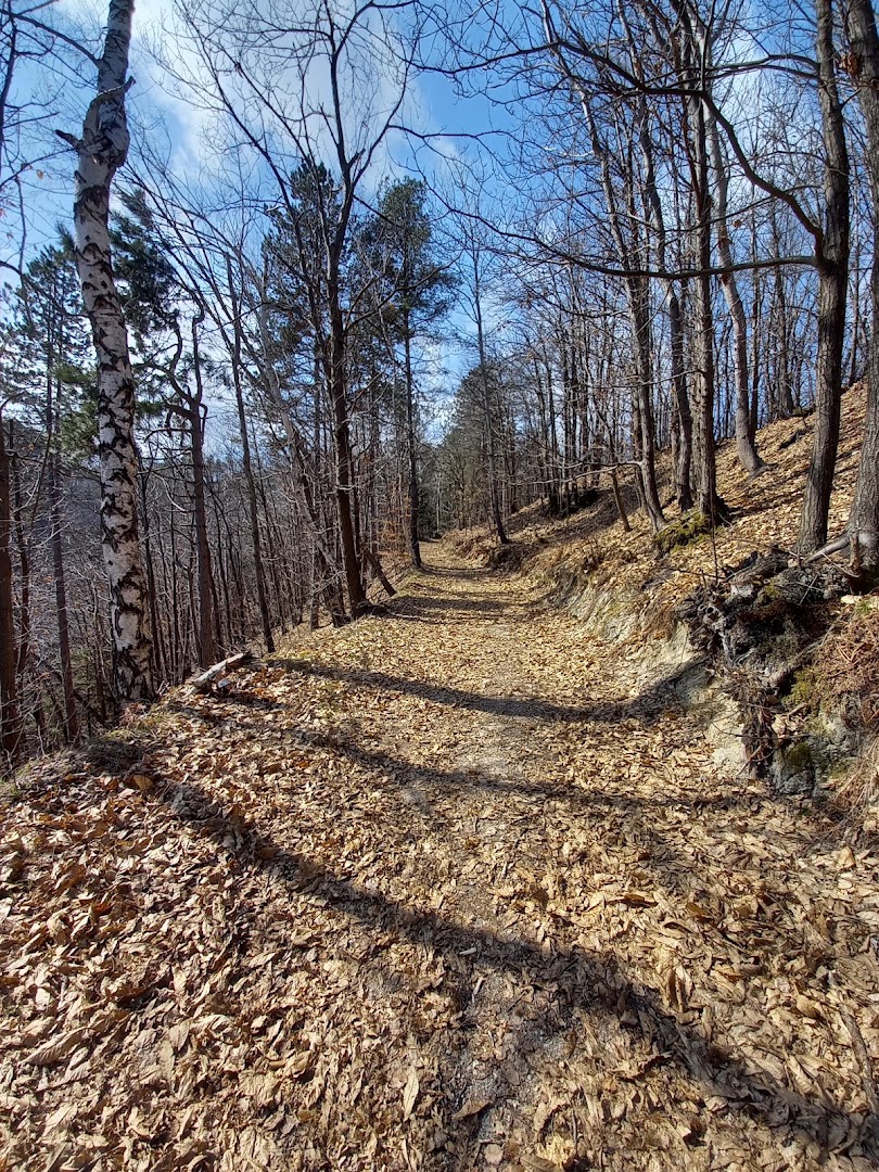 Il Bosco delle Streghe
