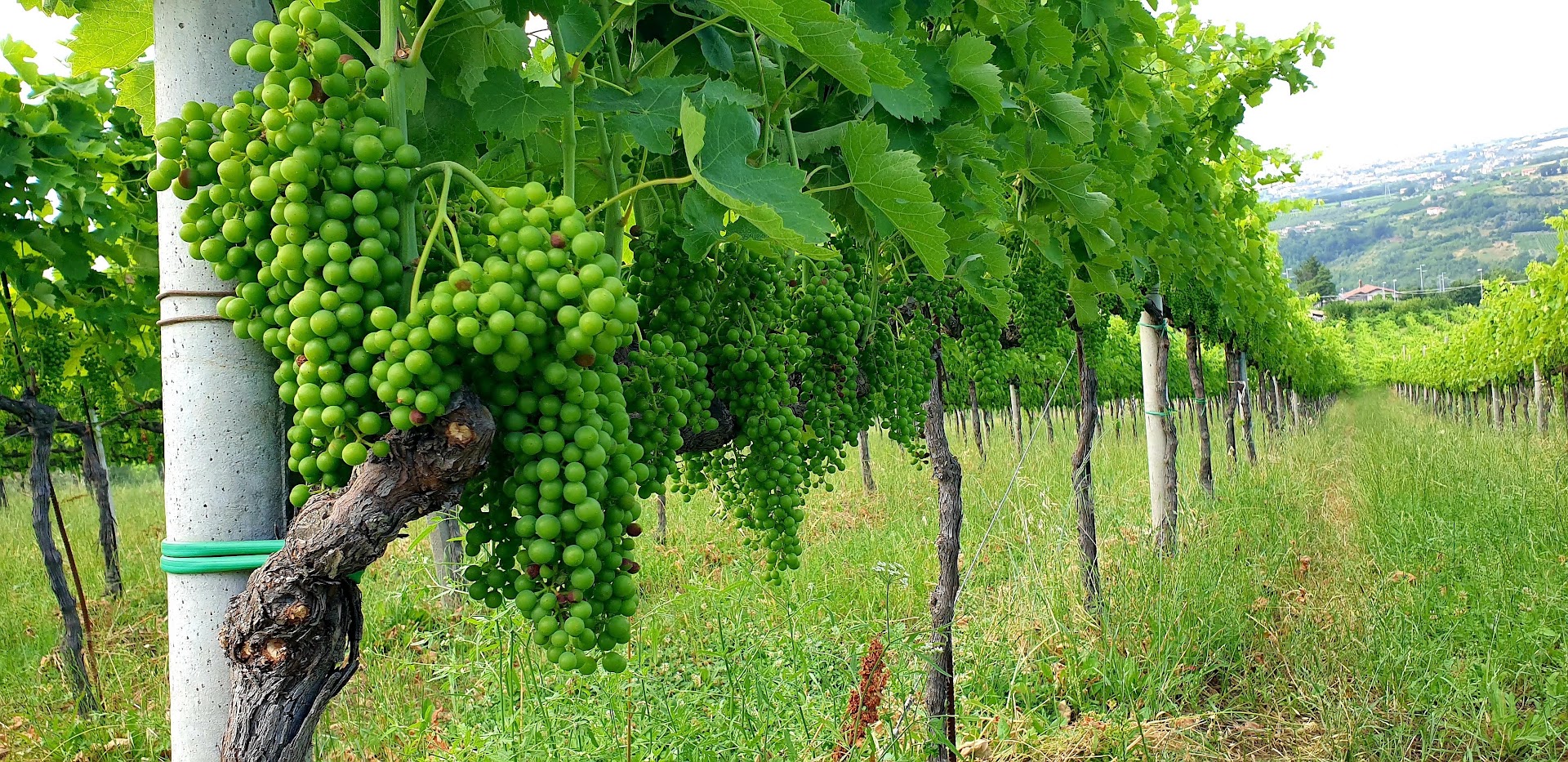Il Cancelliere Azienda Vitivinicola