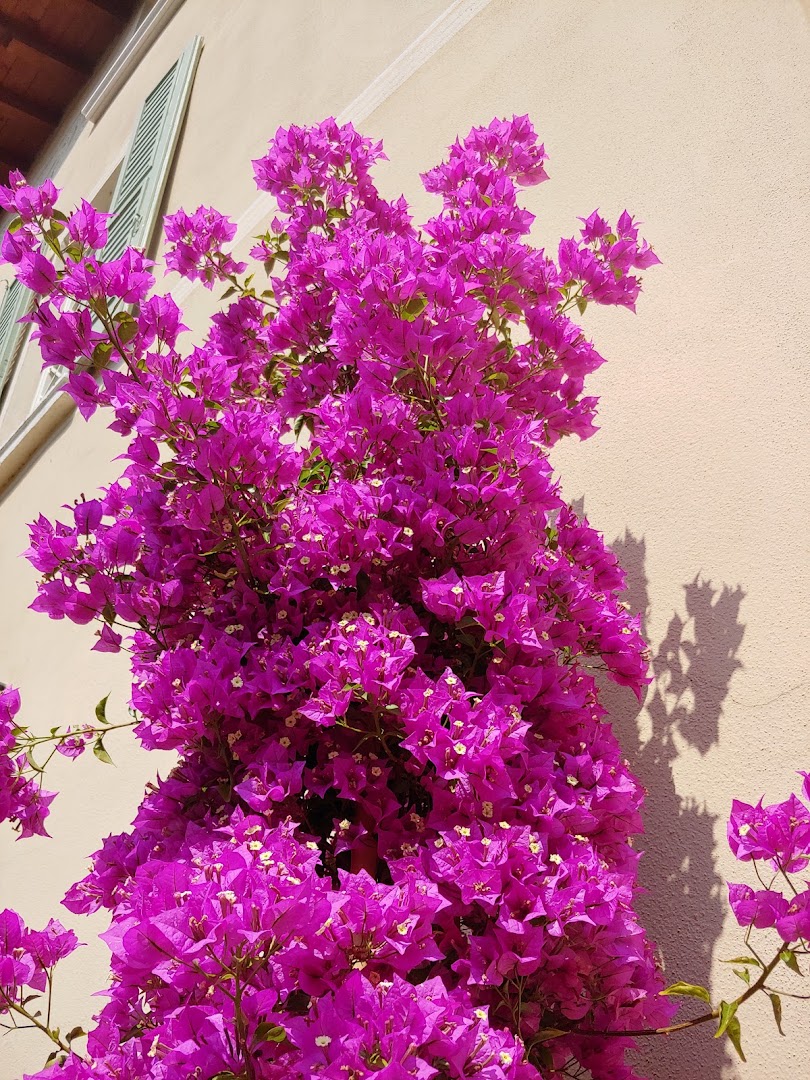 Il fiore il supermercato dei fiori