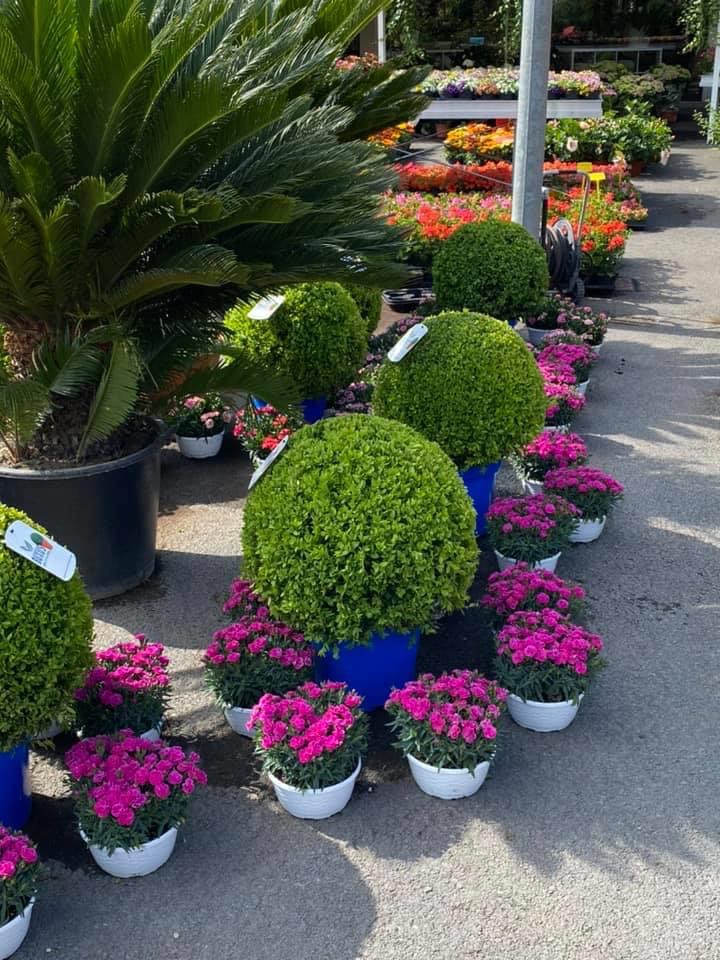 Il fiore il supermercato dei fiori