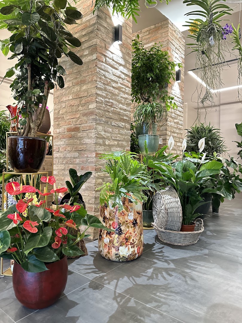 Il Fiore Snc Di Alario Anna E C