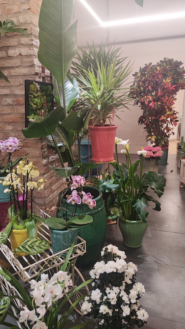 Il Fiore Snc Di Alario Anna E C