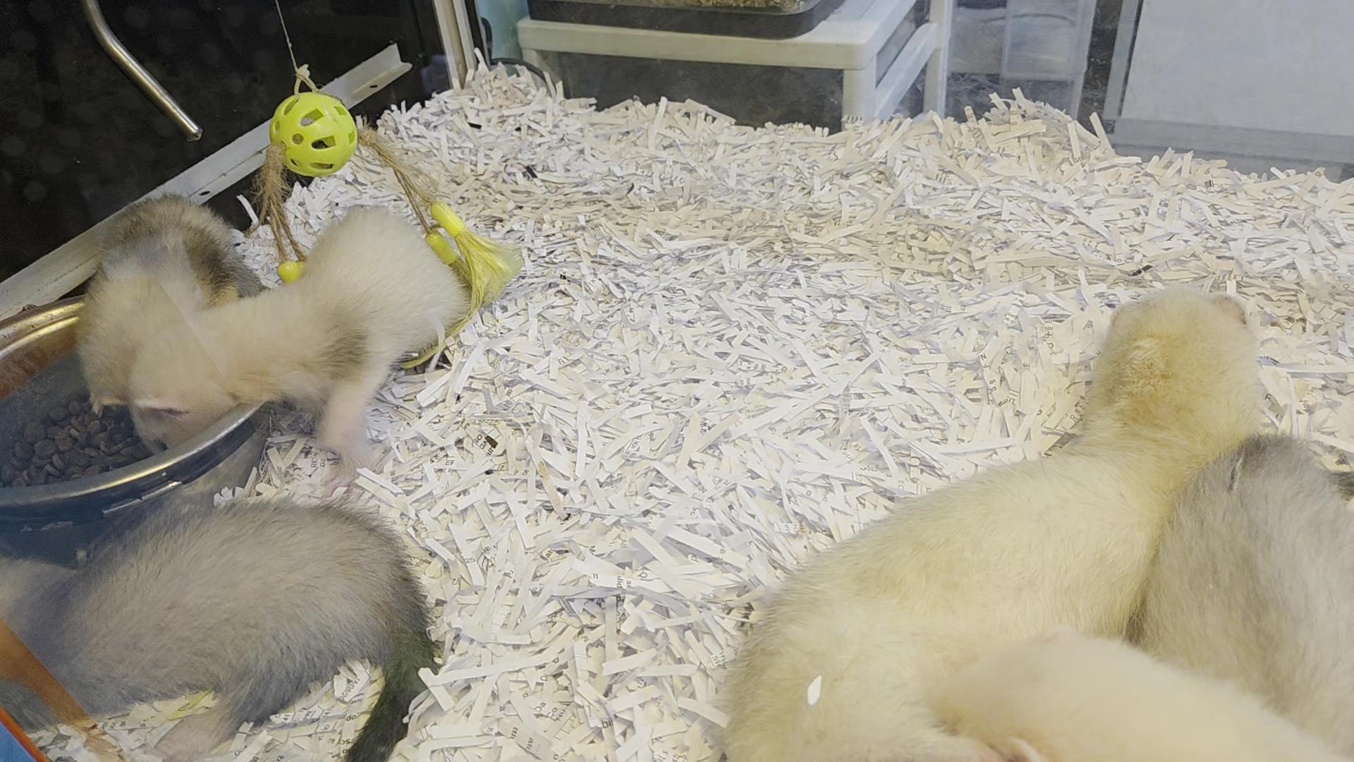 Il Furetto & Co-Negozio di animali